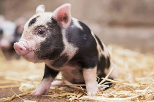 生肖豬11月避坑指南 切忌這4件傻事，以免斷送財(cái)路