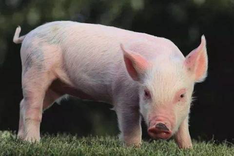 1995年屬豬人2021年婚配運(yùn)勢(shì)解析 26歲本命年宜謹(jǐn)慎