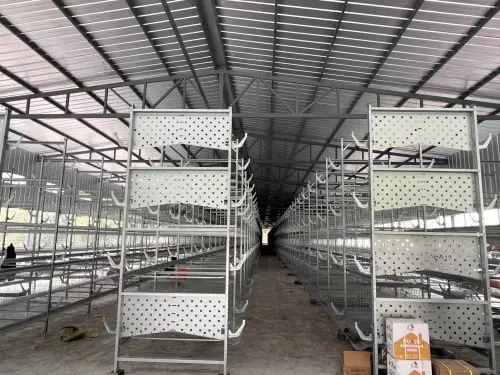 80后大學生返鄉創業，蛋雞養殖年銷售額破億元