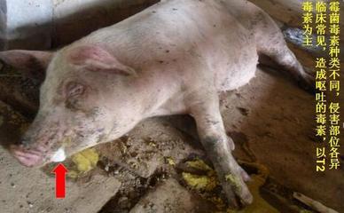 豬嘔吐是怎么回事兒？這5種原因，其中有一個是大麻煩！