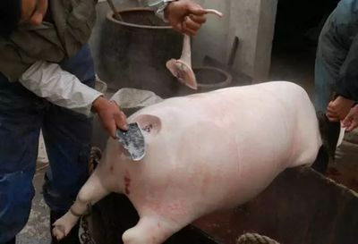 豬羊之間 那些年，我們守在鍋邊的童年滋味